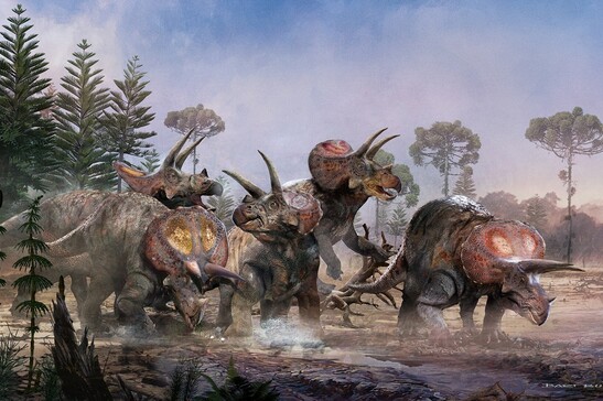 Un branco di triceratopi attraversa una palude del Cretaceo (fonte: Bart Bus)